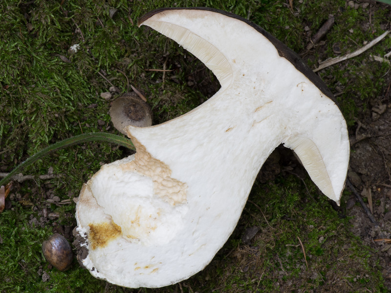 Boletus aereus